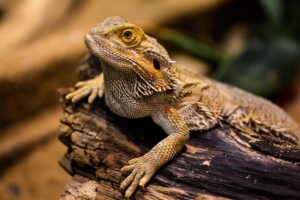 医療脱毛のお試しプランはどこにある？