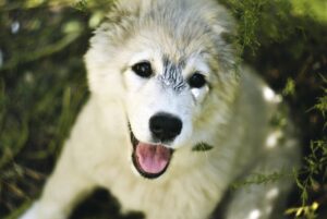 顔脱毛後の傷跡を効果的にケアする方法は？