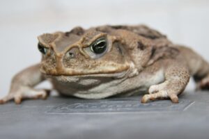 脱毛後に肌荒れや赤みが消えない原因と対策は？